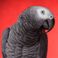User picture for JoshuOne Barnes