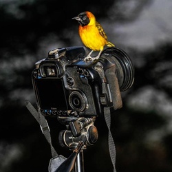 User picture for Pete Mayes
