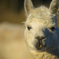 User picture for Patricia Lamoreaux