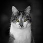 User picture for Gustavo Viteri