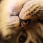 User picture for Sing Pun