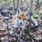 User picture for Vladimir Shikov