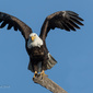 User picture for Perry Elder