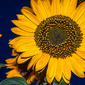 User picture for Nilesh Patel