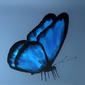 User picture for Adurnah Angel