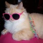 User picture for Colleen Boudreau