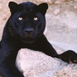 User picture for Maury Strahl