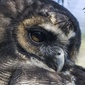 User picture for maurice keith Pennington