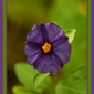 User picture for Pamela Engilis