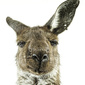 User picture for Michael Kennedy