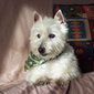 User picture for Bart Hovis