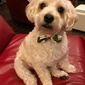 User picture for leander glenn