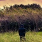 User picture for angelo dau