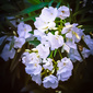 User picture for JJ Photography