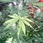 User picture for Richard Vert