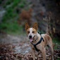 User picture for Ngaere Woodford