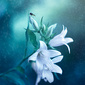 User picture for Mateusz Anioł