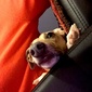 User picture for rosaleen harley