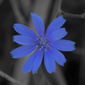 User picture for irisphoto collection
