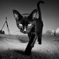 User picture for Tony Callaghan