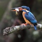 User picture for gayan nirodha