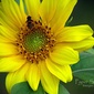 User picture for Erik Roman