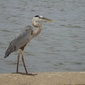 User picture for ronald michael