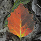 User picture for James Rodewald
