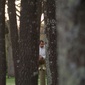 User picture for Luka Pretegiani