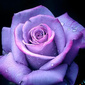 User picture for Ann Blake