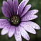 User picture for Kelly G