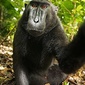 User picture for Naruto The Macaque