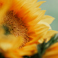 User picture for laura parente