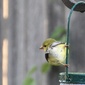 User picture for Stephanie Wooley