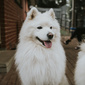 User picture for Silas Chau