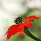 User picture for Gloria Sostre