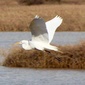 User picture for Char Yettaw