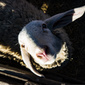 User picture for Andriy Ruzhytskiy
