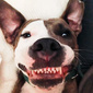 User picture for Joe Birkman