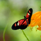 User picture for Peter Symes