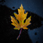 User picture for mark wilson