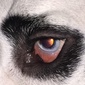 User picture for T Rossi