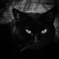 User picture for ELLIOT STERN