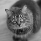 User picture for Charles Siegel