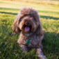 User picture for anneka dejong