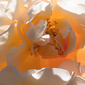 User picture for OA Photography