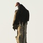 User picture for charles adams