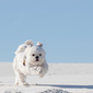 User picture for PJ M