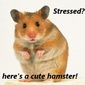 User picture for Bob Armitage