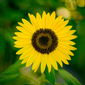 User picture for vern green